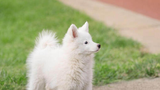 Japanese fluffy white sales dog